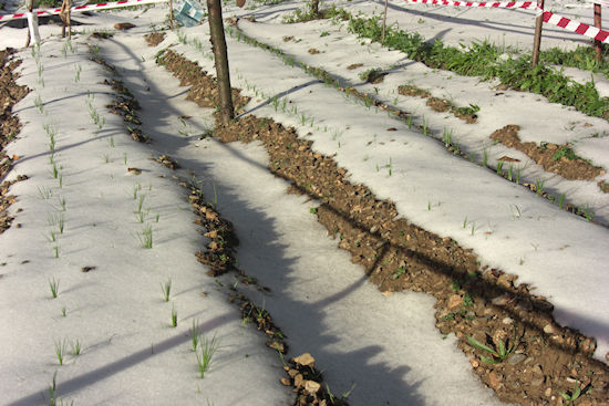 Campo con piantagione e visione innevata con la prima crescita delle piantine