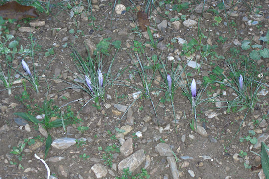 Inizio fioritura in campo